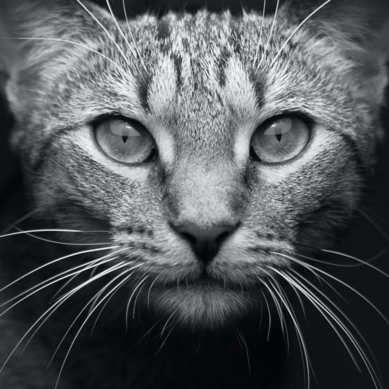Happy Cats Academie