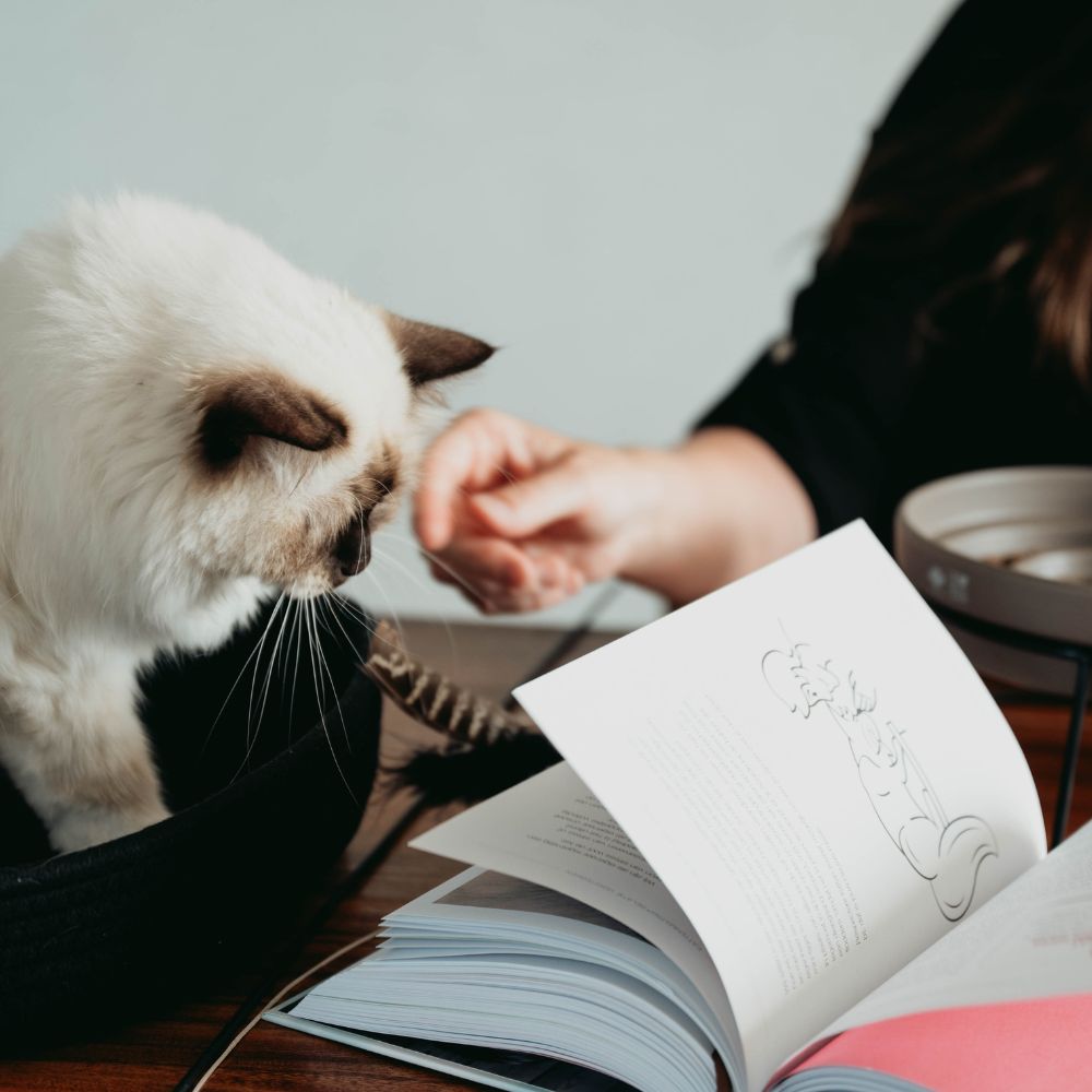 Consultation comportementale Happy Cats