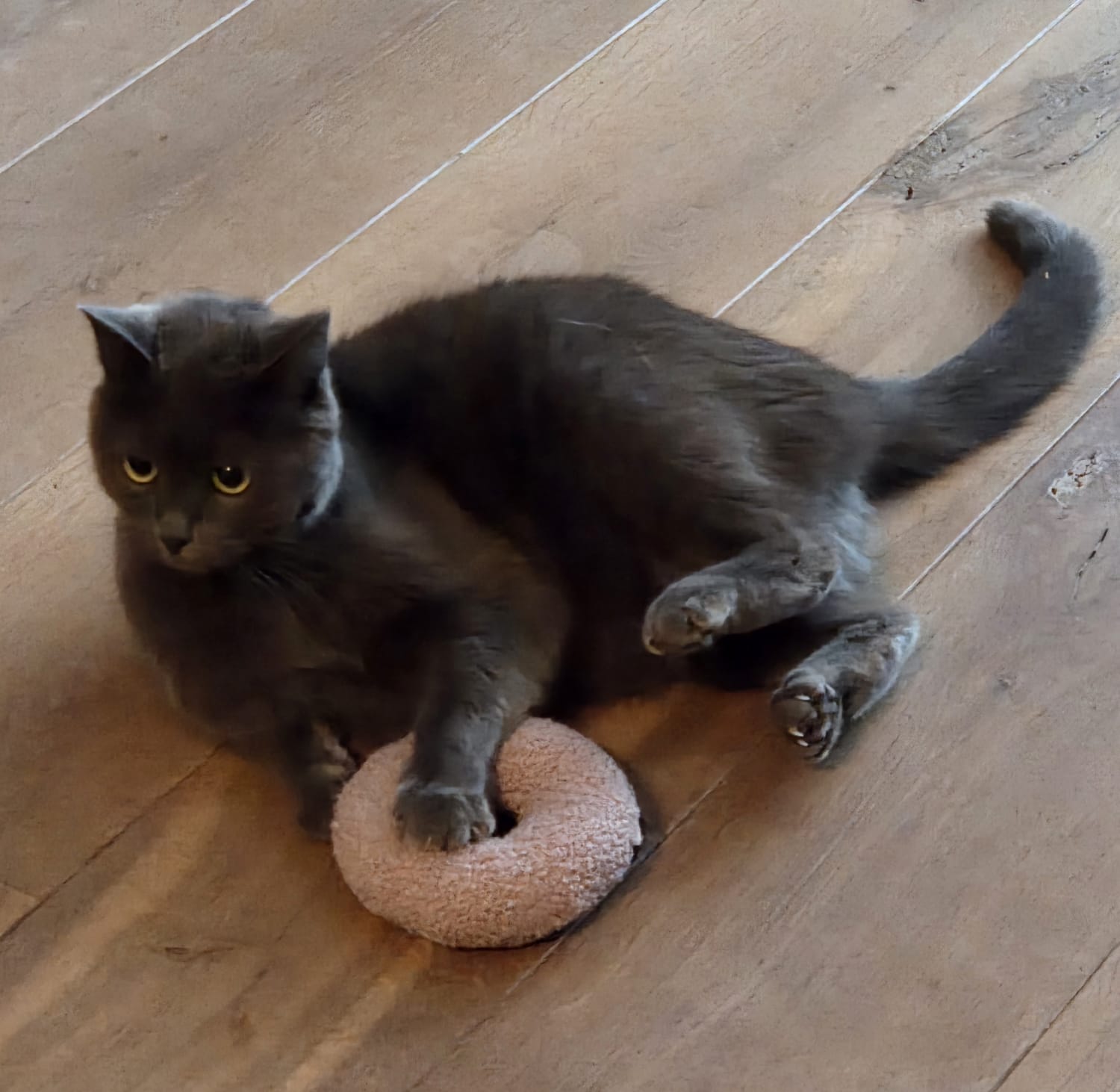 Maple Kattenspeeltje *NIEUW*