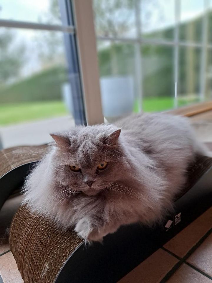 ARCHIE - Krabplanken