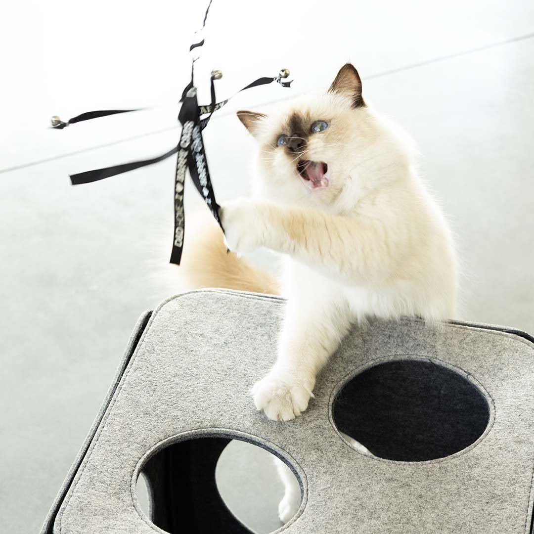 CLAIRE - Speelhengel
